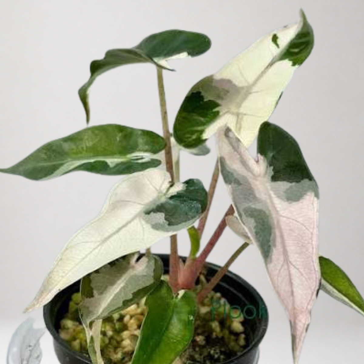 Alocasia Bambino Albo/Pink Lava Variegated - Tissue Culture - Coming Soon