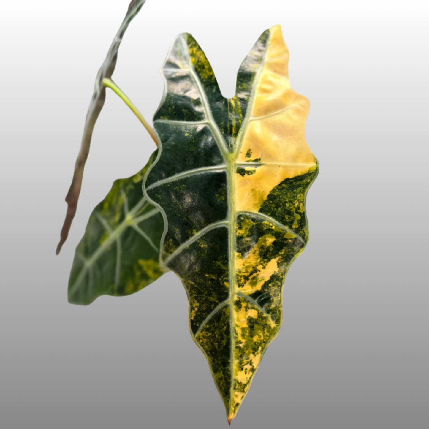 Alocasia Sanderiana ‘Bull Aurea’ - Tissue Culture - Coming Soon
