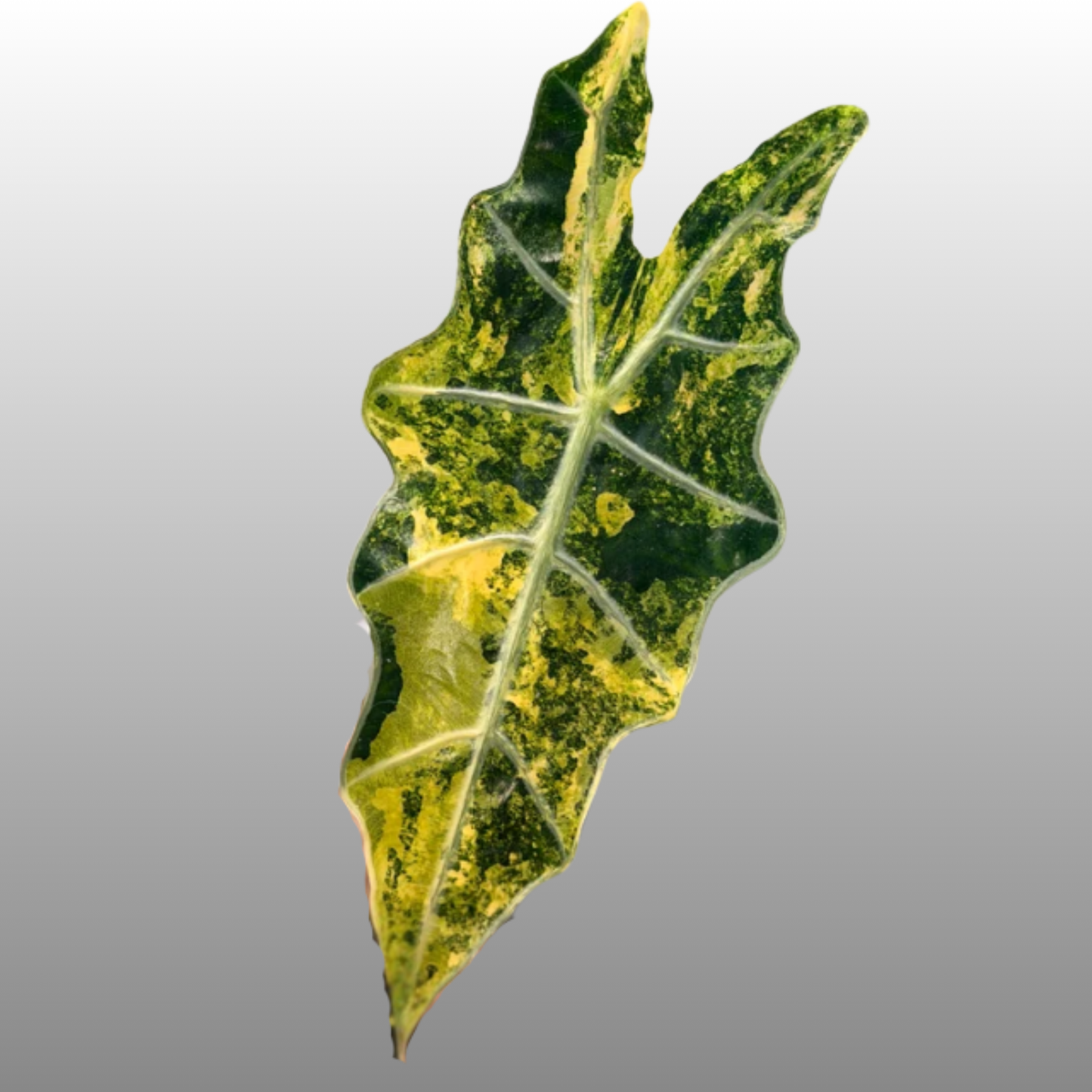 Alocasia Sanderiana ‘Bull Aurea’ - Tissue Culture - Coming Soon