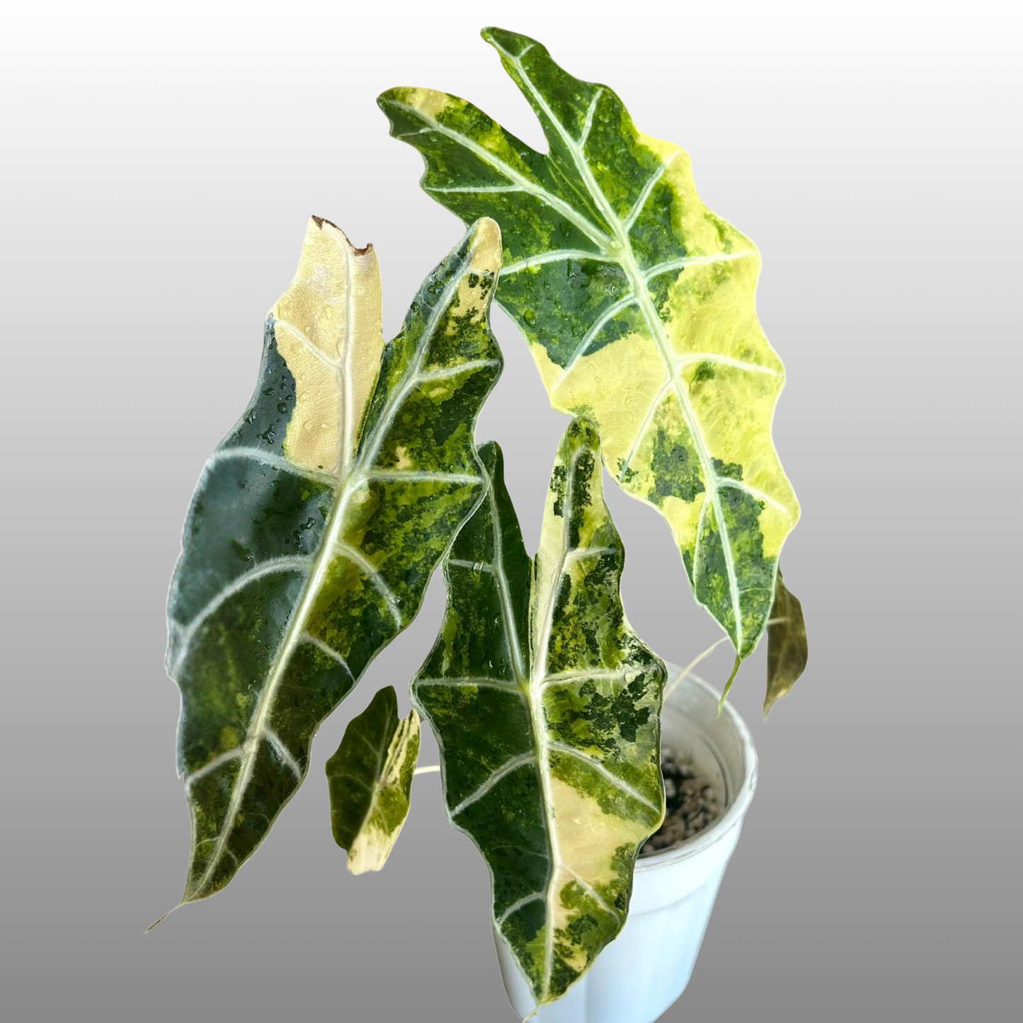 Alocasia Sanderiana ‘Bull Aurea’ - Tissue Culture - Coming Soon