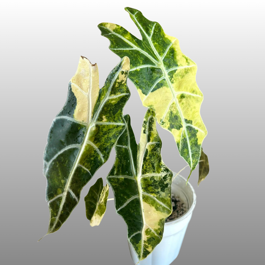 Alocasia Sanderiana ‘Bull Aurea’ - Tissue Culture - Coming Soon