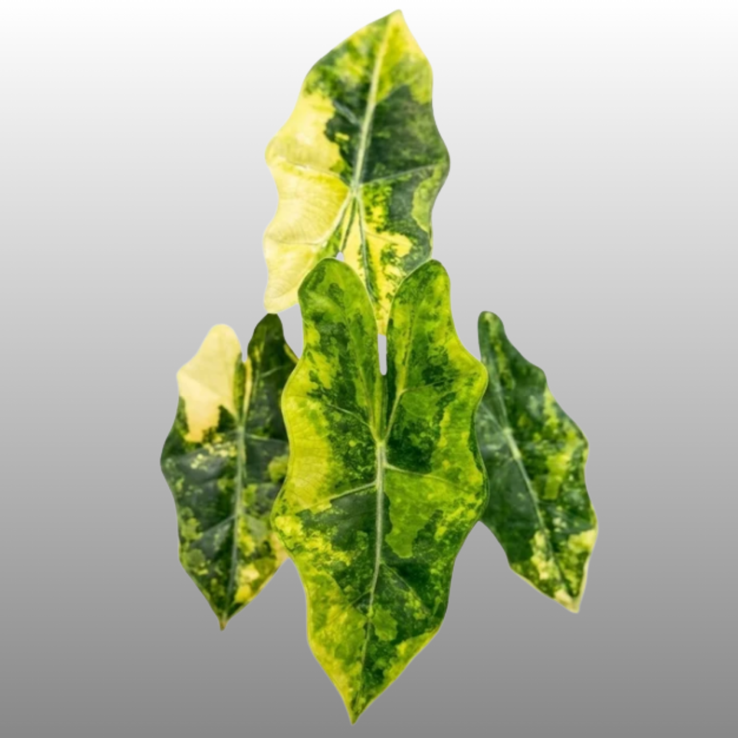 Alocasia Sanderiana "Pseudo Aurea Variegated" - Tissue Culture - Coming Soon