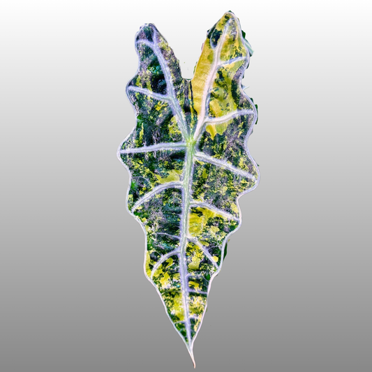 Alocasia Sanderiana "Pseudo Aurea Variegated" - Tissue Culture - Coming Soon