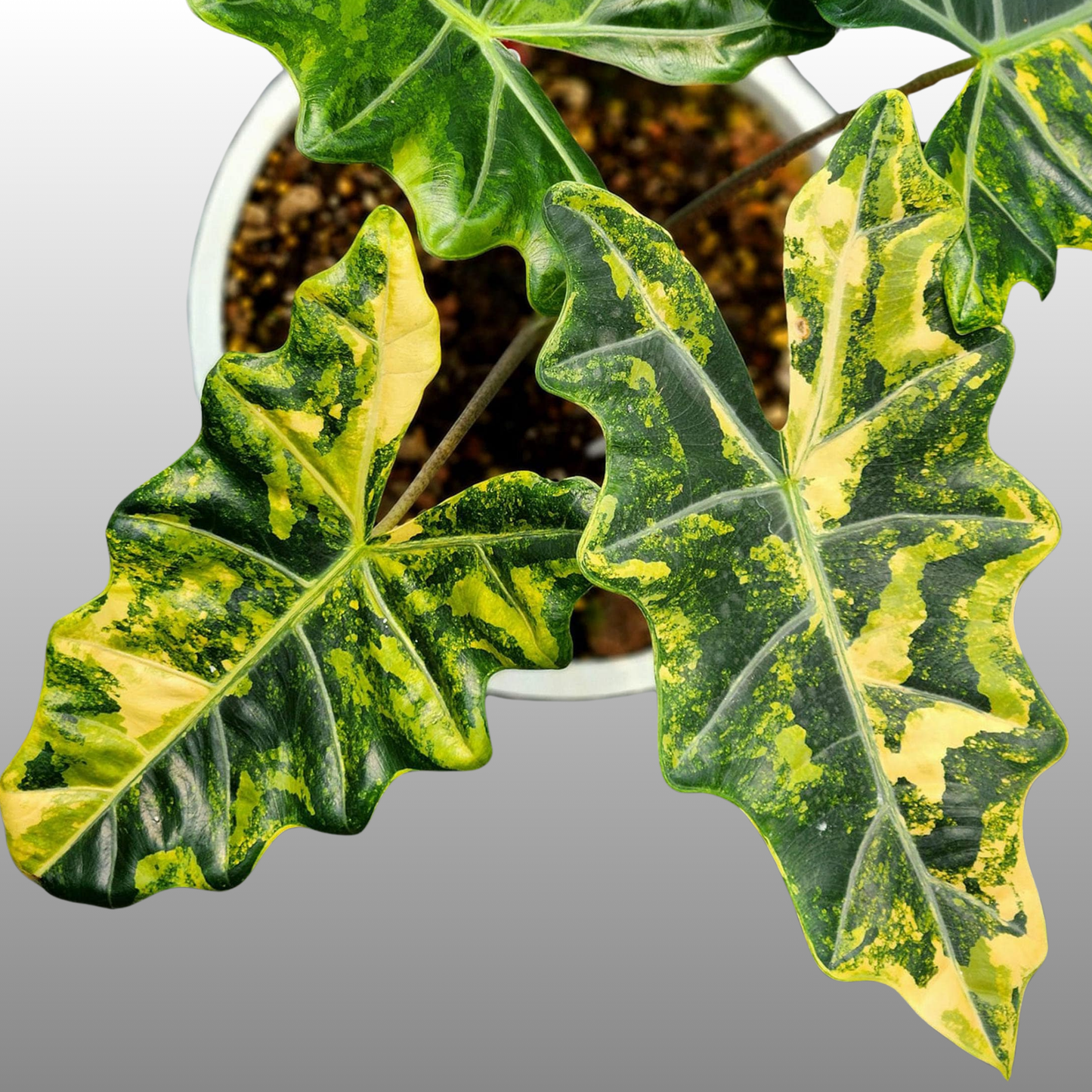 Alocasia Sanderiana "Pseudo Aurea Variegated" - Tissue Culture - Coming Soon
