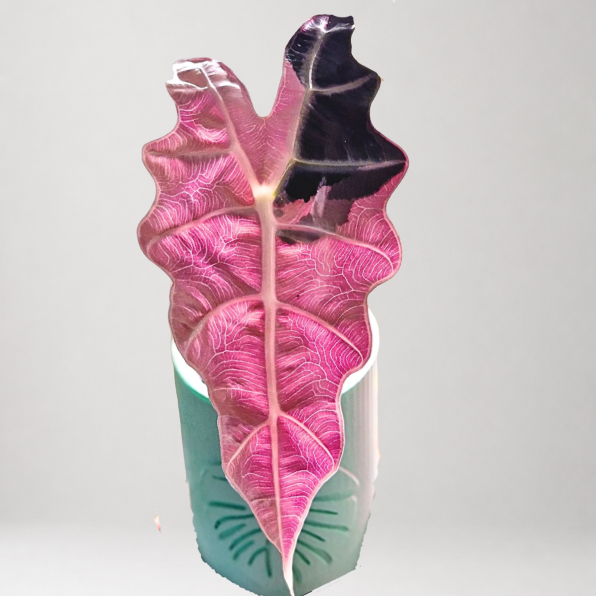 Alocasia Sanderiana ‘Bull Pink’ - Tissue Culture - Coming Soon