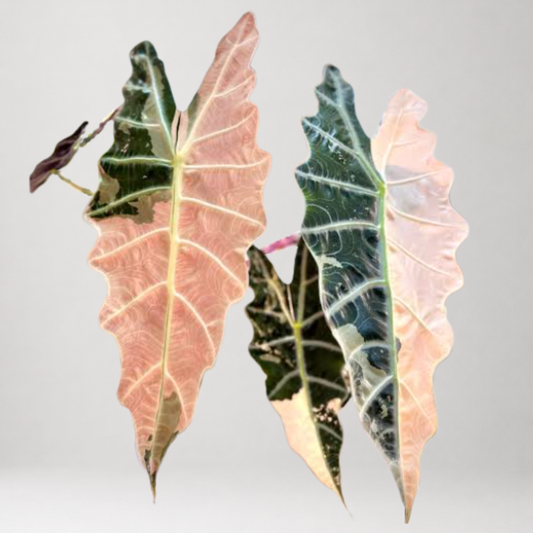 Alocasia Sanderiana ‘Bull Pink’ - Tissue Culture - Coming Soon