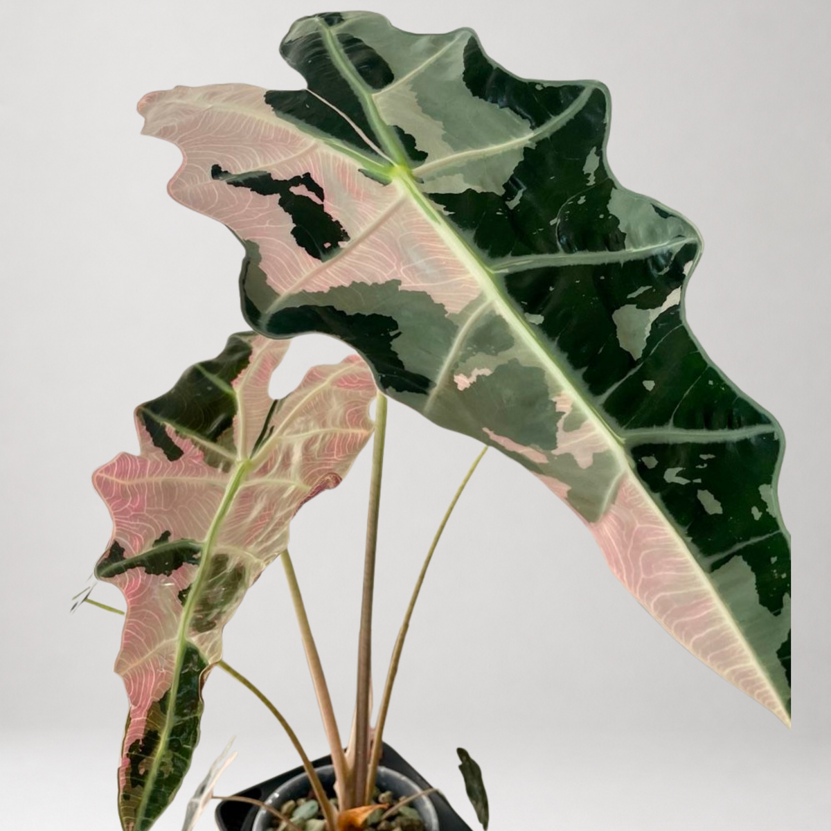 Alocasia Sanderiana ‘Bull Pink’ - Tissue Culture - Coming Soon