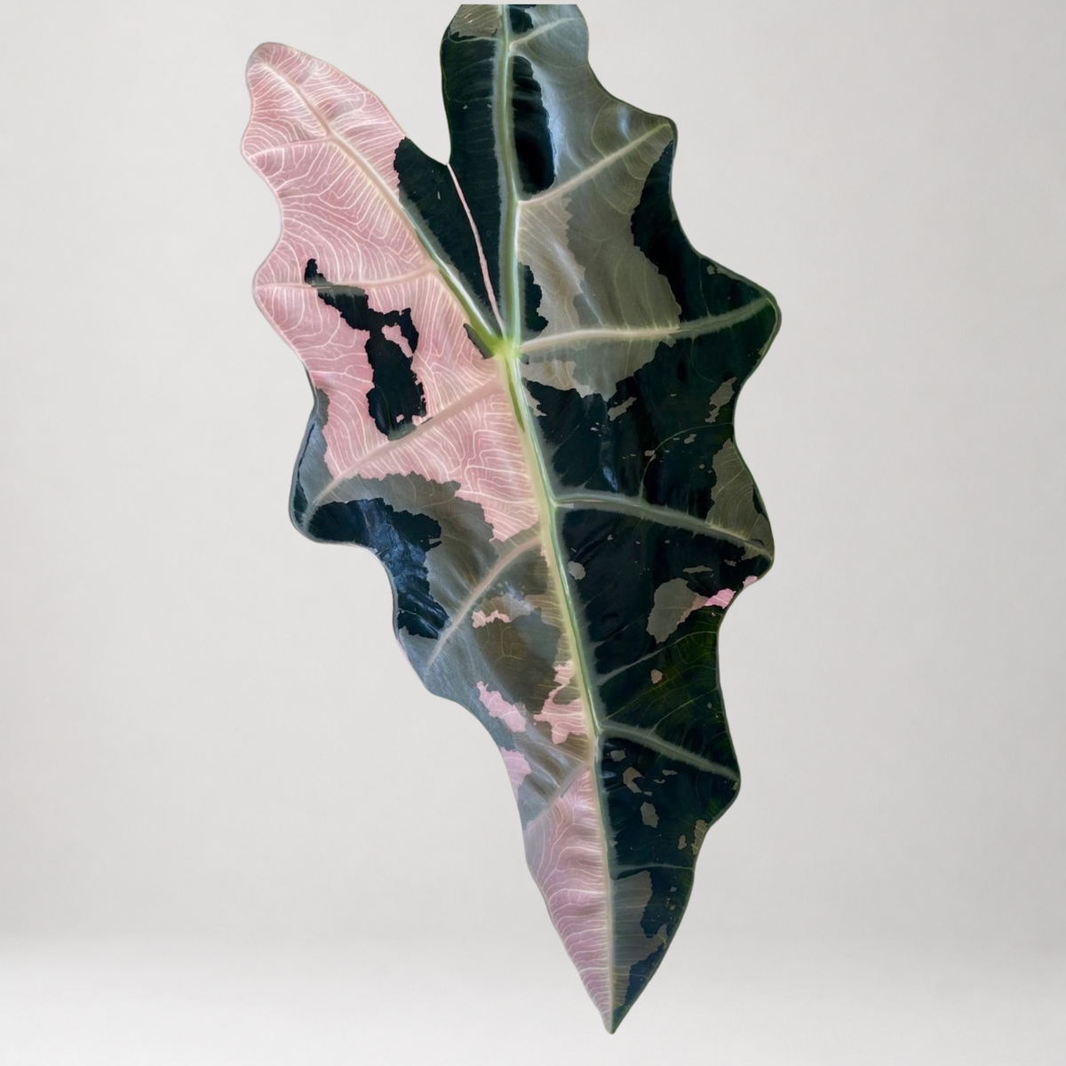 Alocasia Sanderiana ‘Bull Pink’ - Tissue Culture - Coming Soon