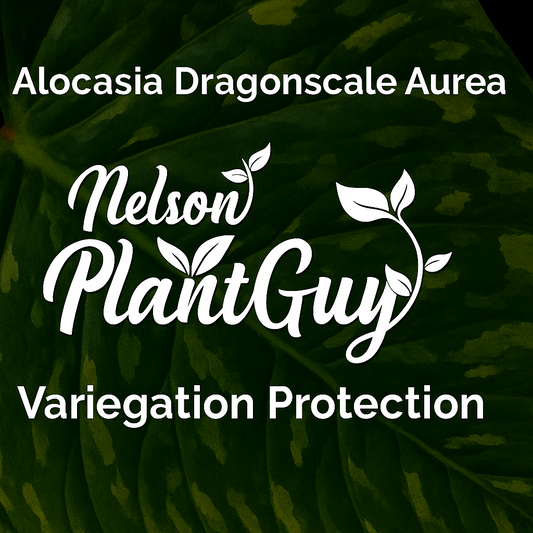 Variegation Protection Alocasia Dragonscale Aurea