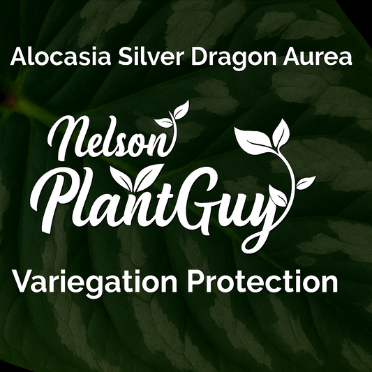 Variegation Protection Alocasia Silver Dragon Aurea
