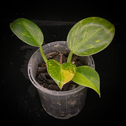 Philodendron Nuclear Congo