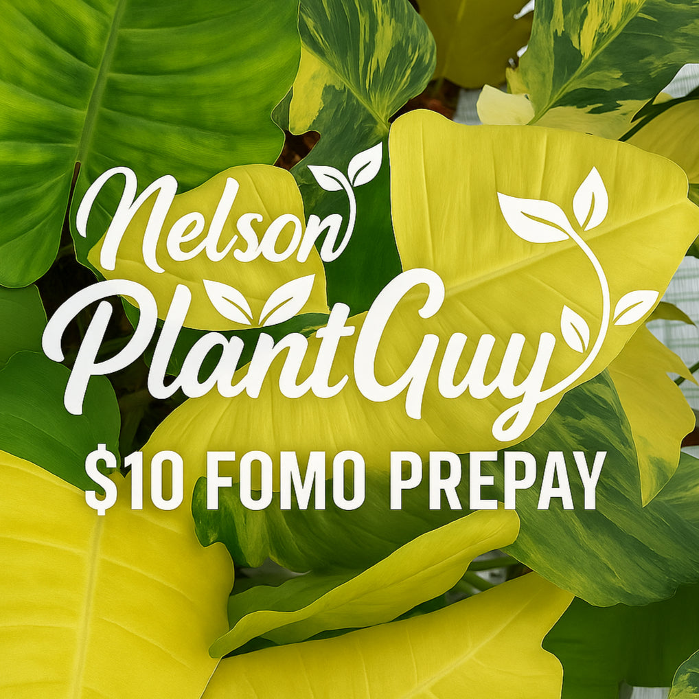 NPG Fomo Prepay $10