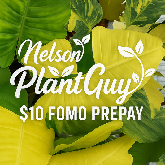 NPG Fomo Prepay $10