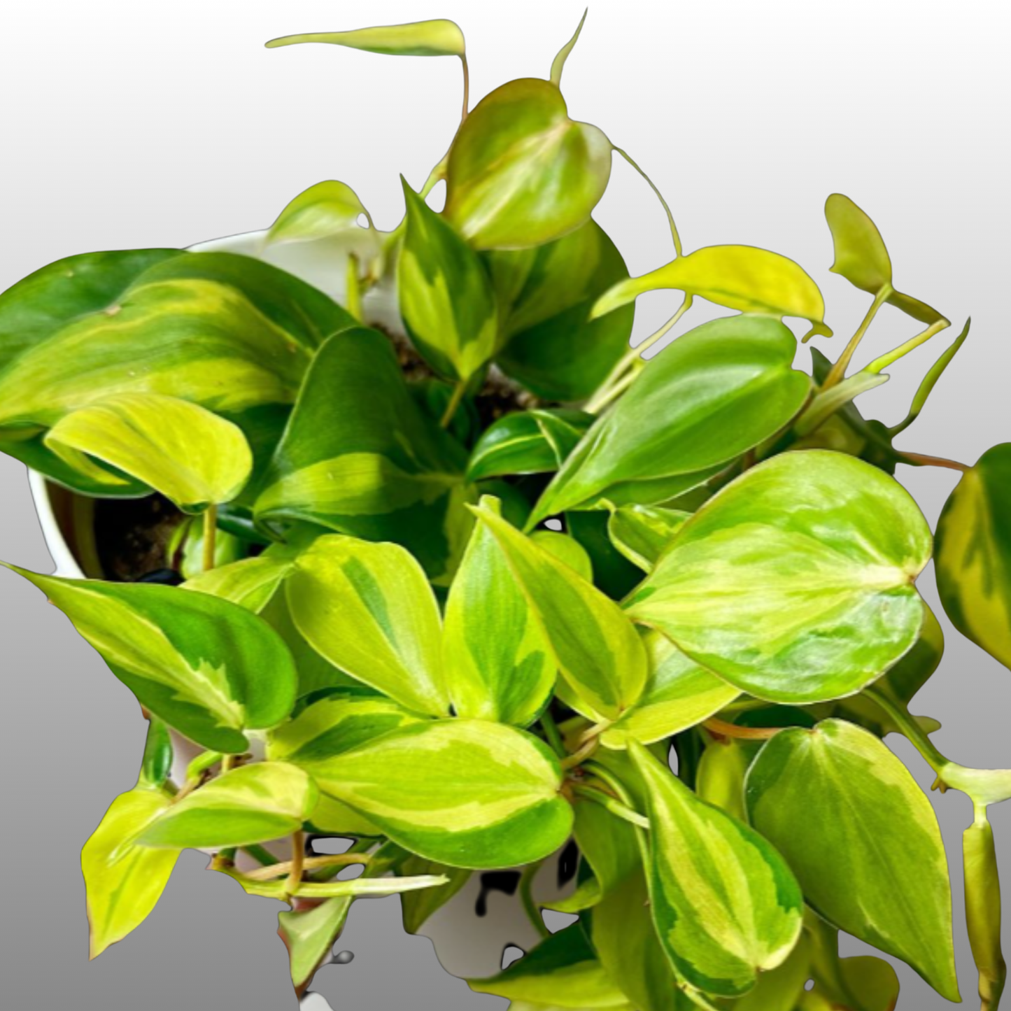 Philodendron Carnival