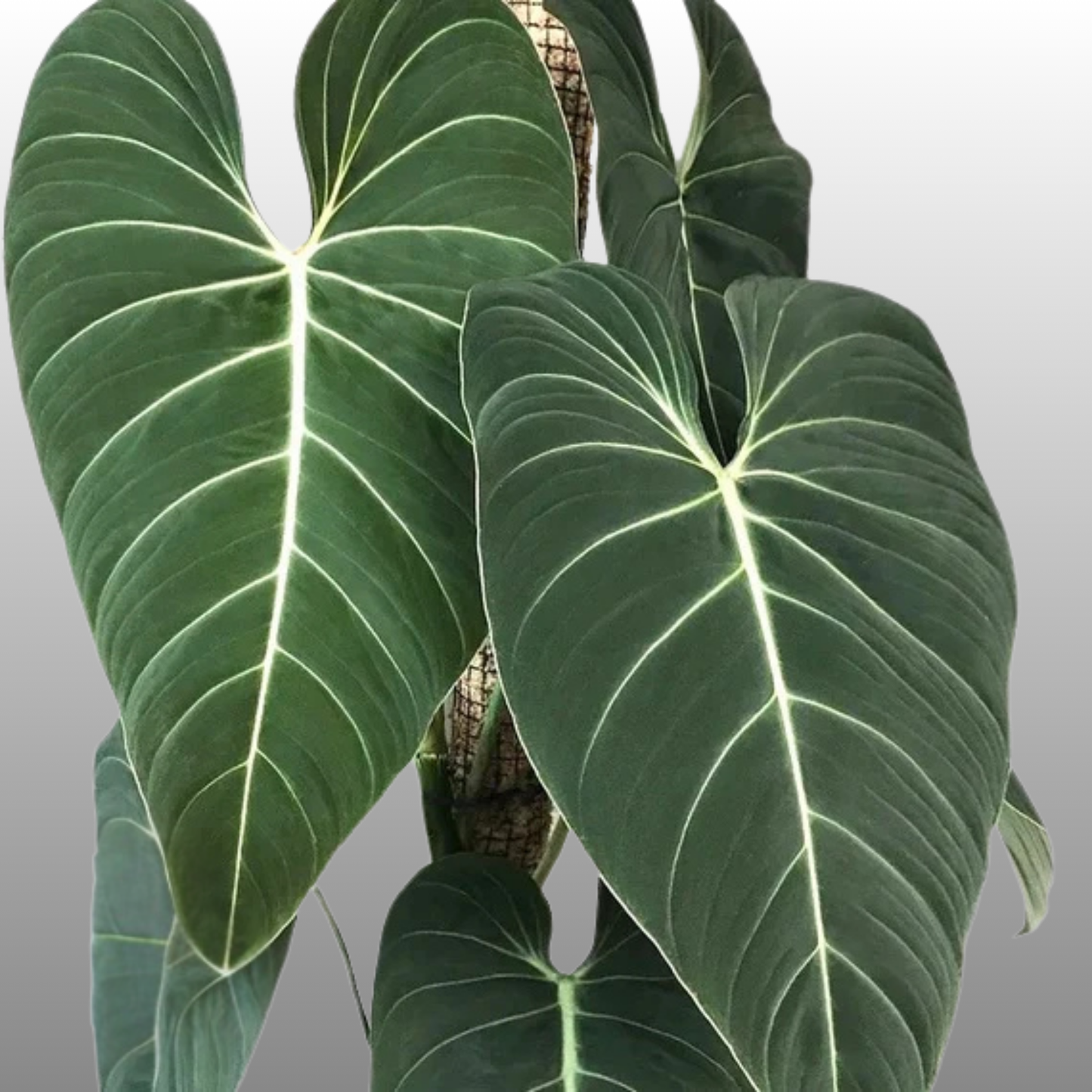 Philodendron Glorious - I