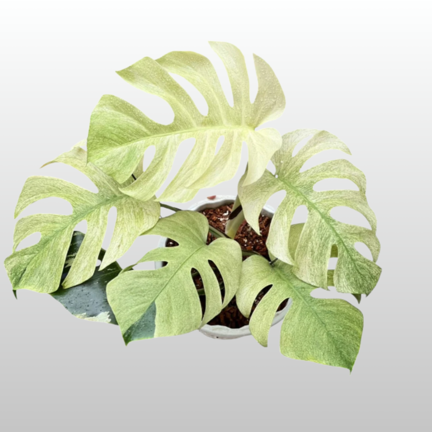 Monstera Deliciosa Mint (White Mint)