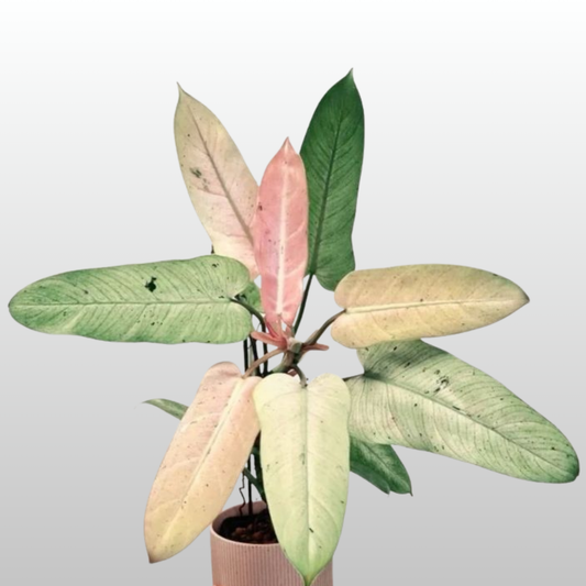 Philodendron Whipple Way - B