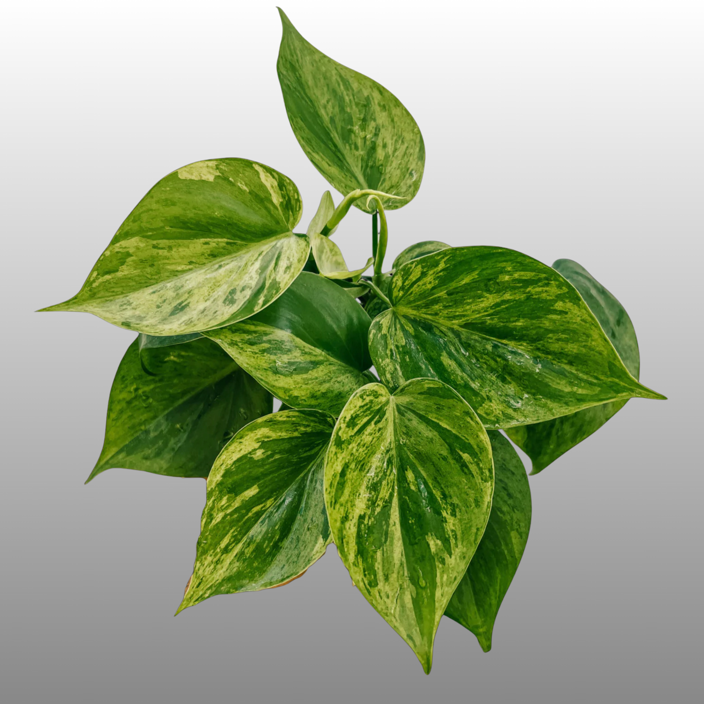 Philodendron Heartleaf Variegated
