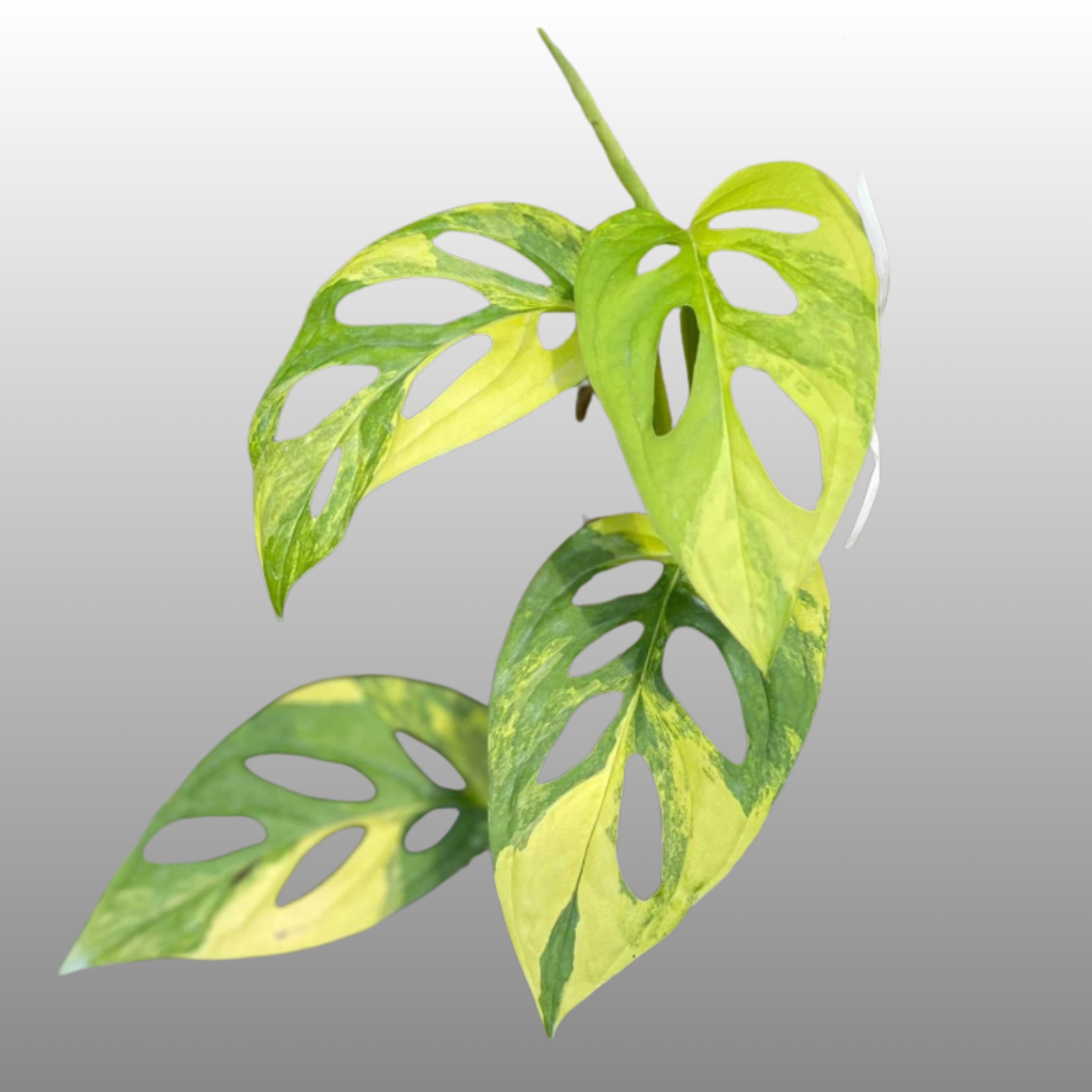 Monstera Adansonii Laniata Aurea