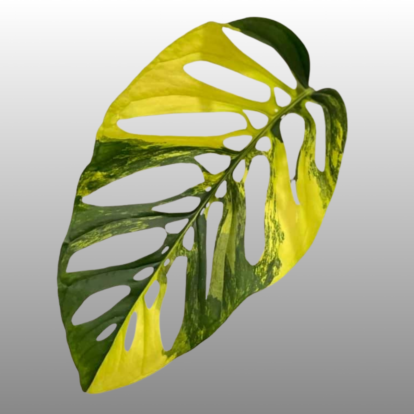 Monstera Adansonii Laniata Aurea