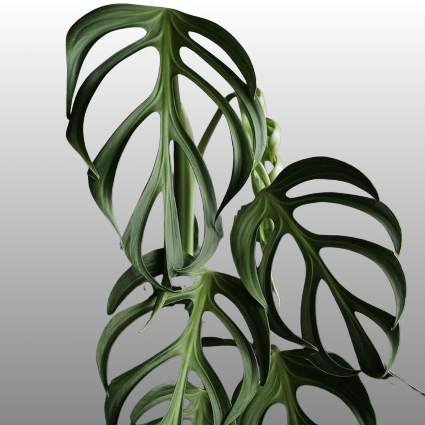 Monstera Burle Marx Flame