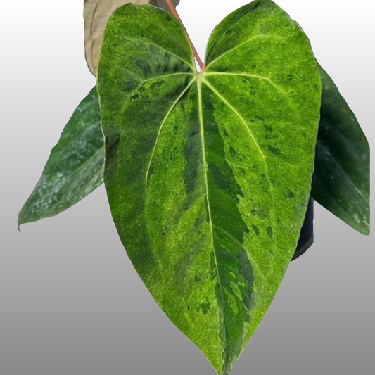 Anthurium Dark Phoenix Mint - B