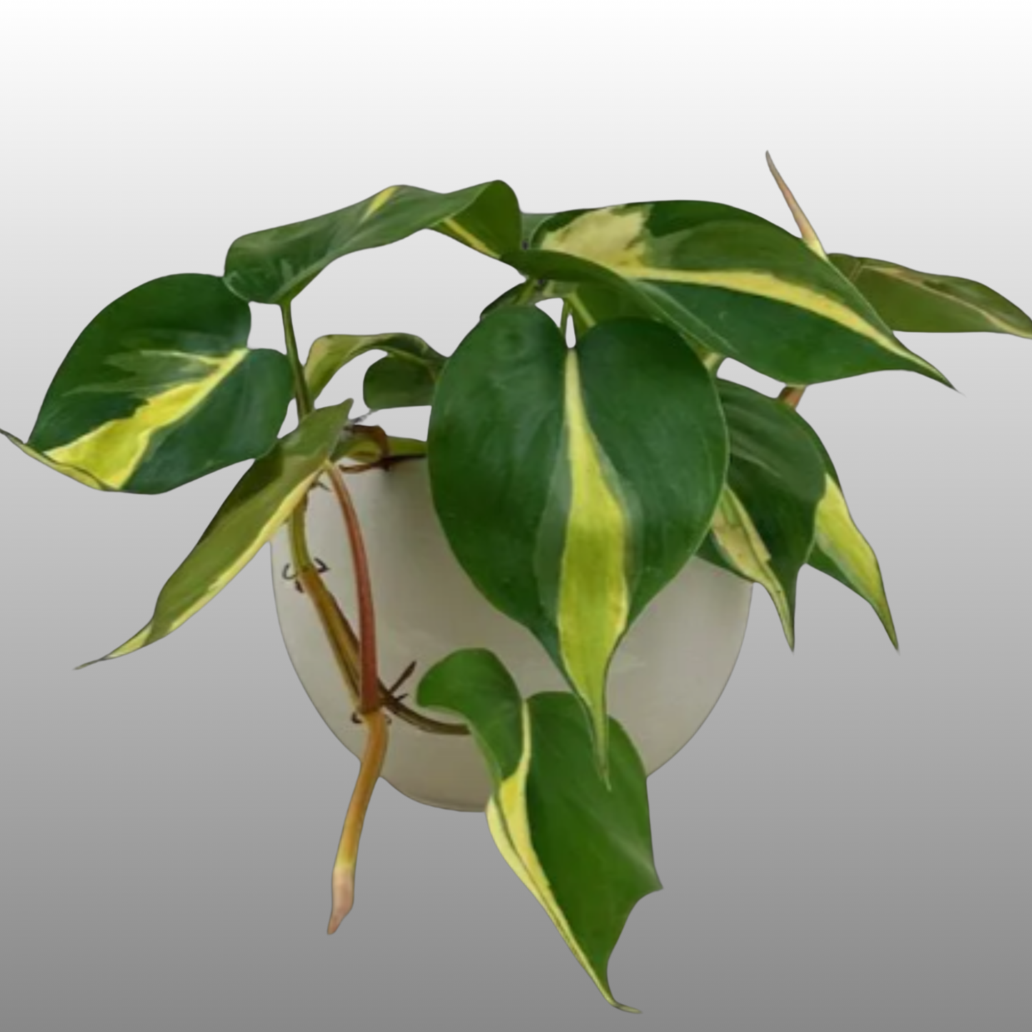 Philodendron Cream Splash