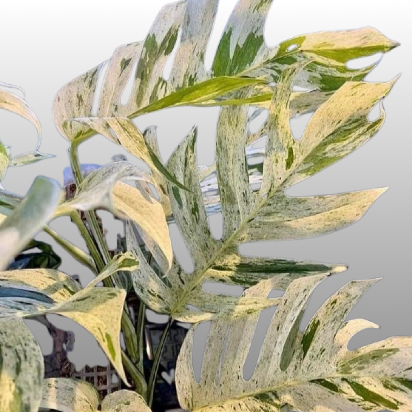 Epipremnum Pinnatum Marble