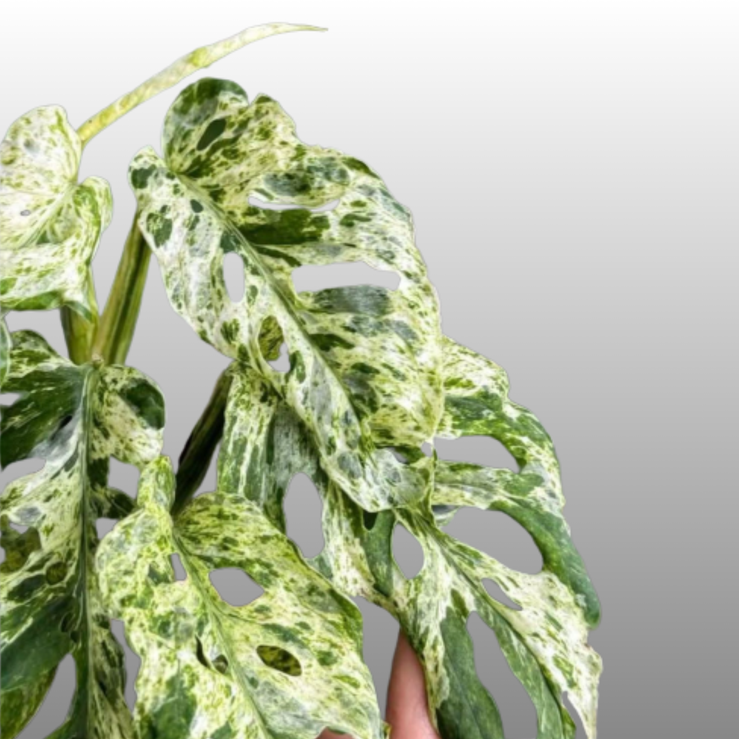 Monstera Adansonii Frozen Freckles - E