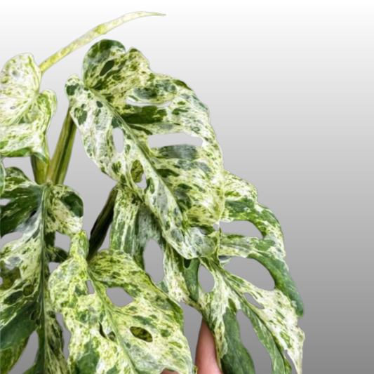 Monstera Adansonii Frozen Freckles - E