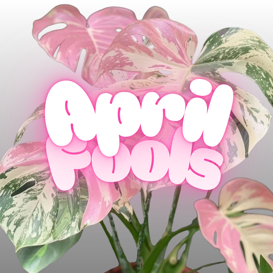 Monstera Deliciosa Pink Var