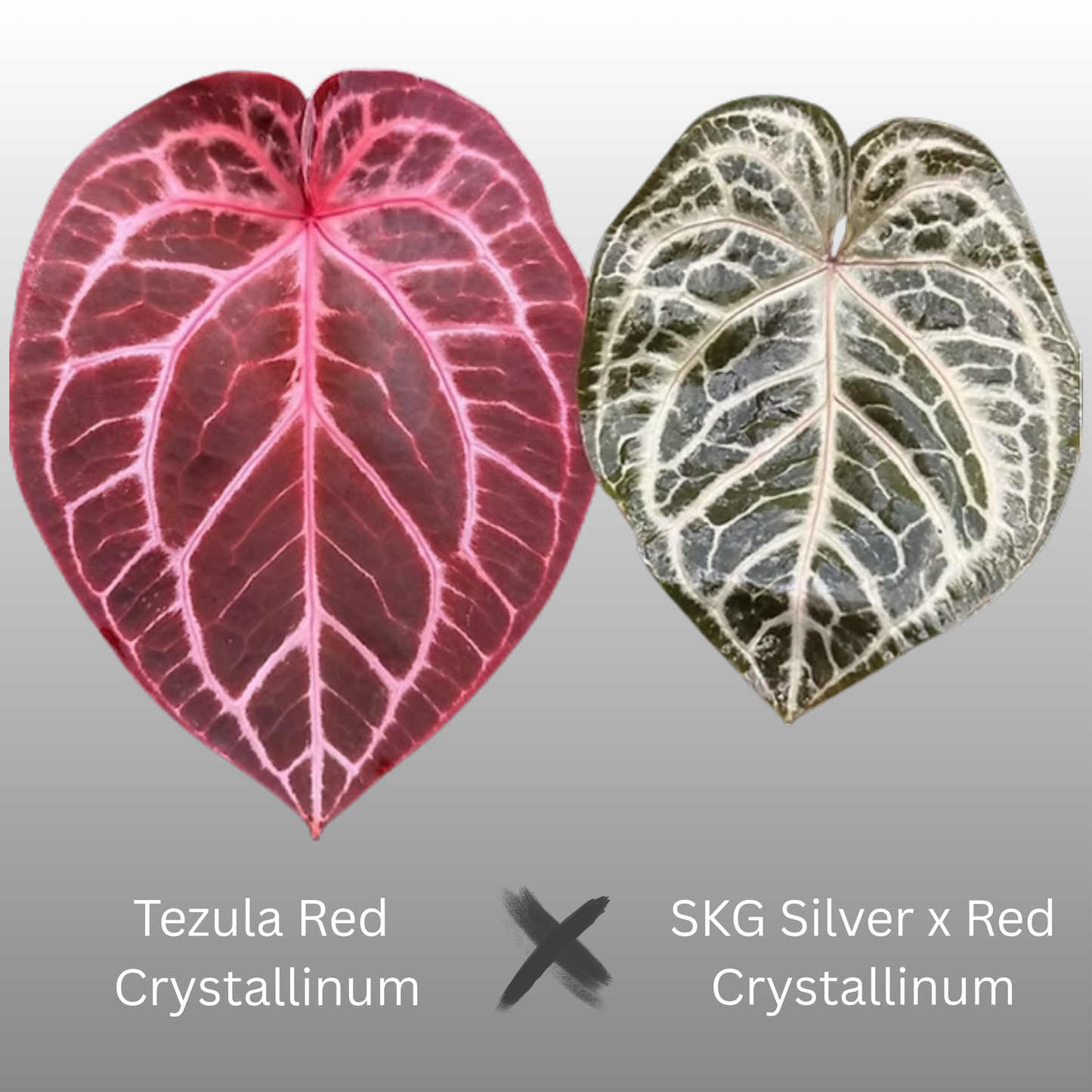 Anthurium Tezula RC × (SKG Silver × RC) - B (TC)