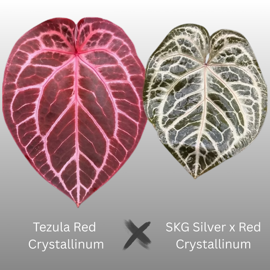 Anthurium Tezula RC × (SKG Silver × RC) - B (TC)