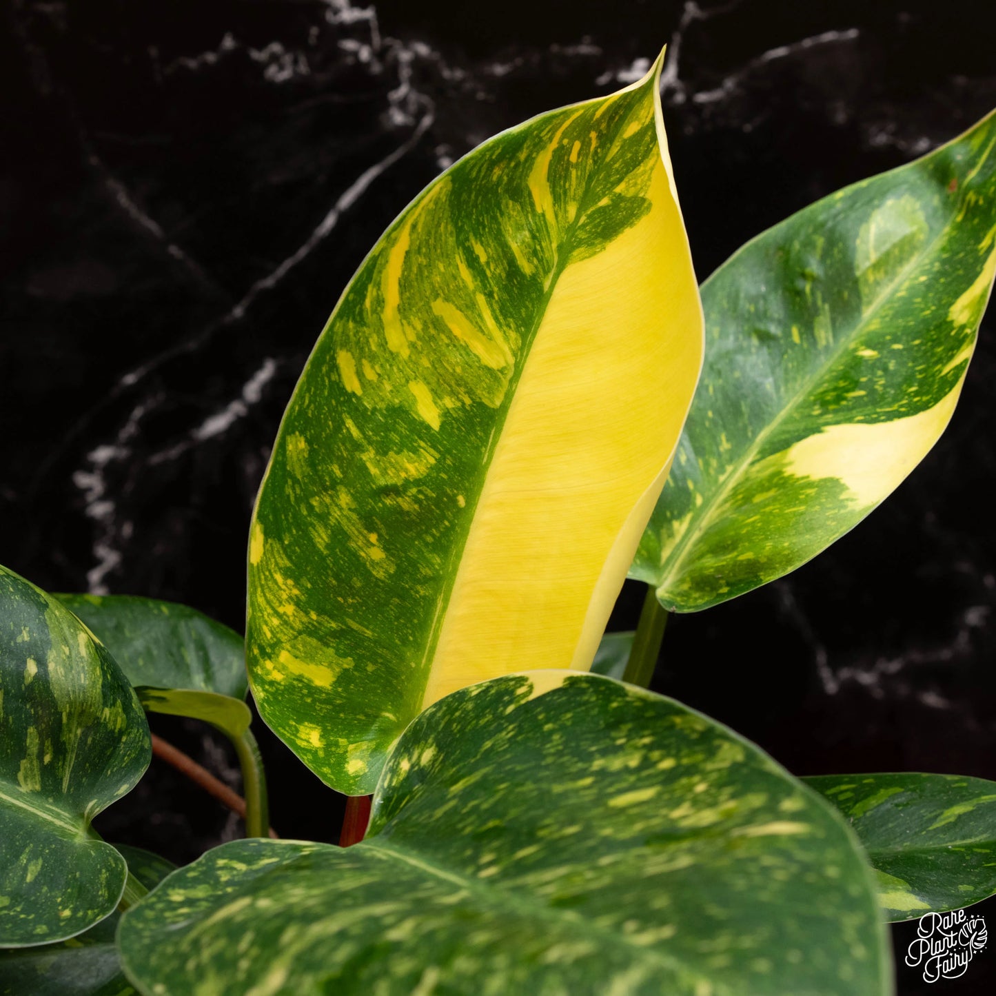 Philodendron Nuclear Congo