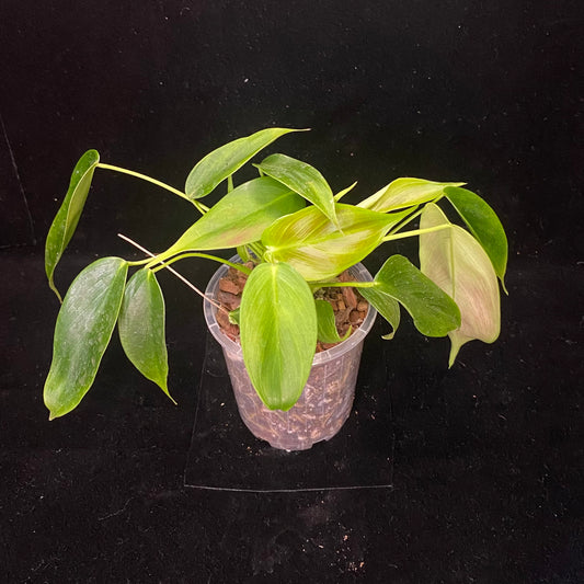 Philodendron Esmeraldense S