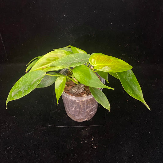 Philodendron Esmeraldense R
