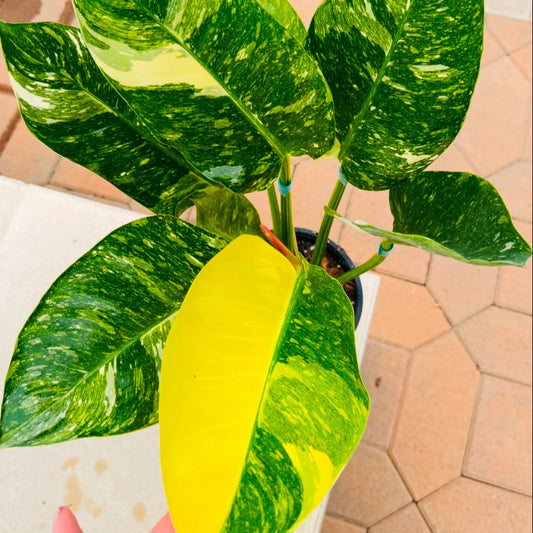 Philodendron Nuclear Congo