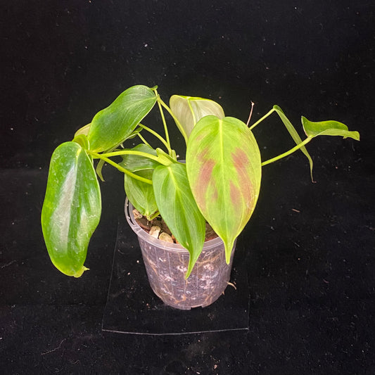 Philodendron Esmeraldense T