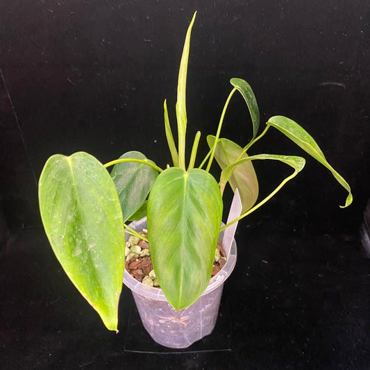 Philodendron Esmeraldense V