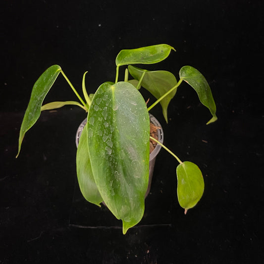 Philodendron Esmeraldense U