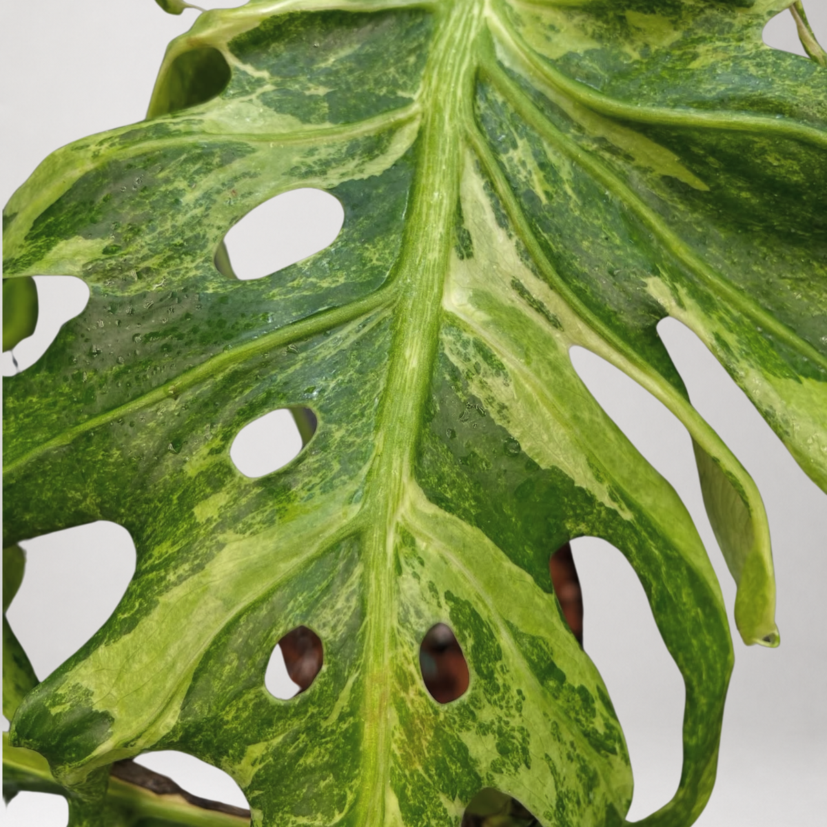 Monstera Deliciosa ‘Green Coral’ – Tissue Culture – Coming Soon
