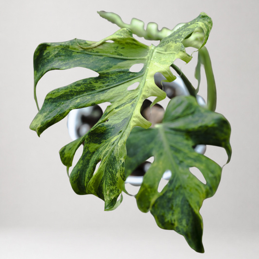 Monstera Deliciosa ‘Green Coral’ – Tissue Culture – Coming Soon