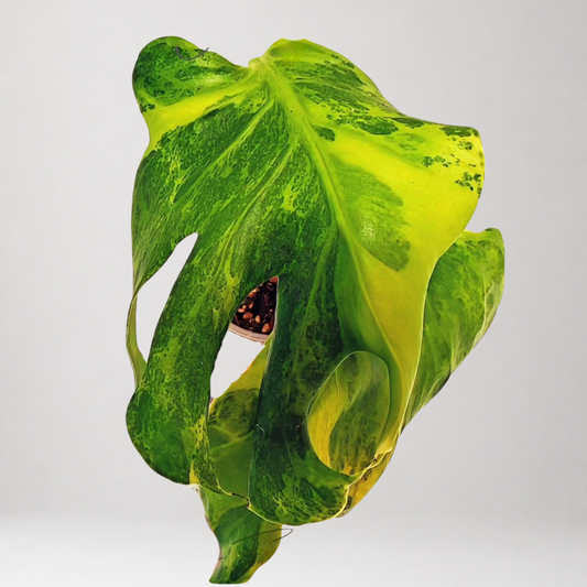 Monstera Deliciosa ‘Green Coral’ – Tissue Culture – Coming Soon