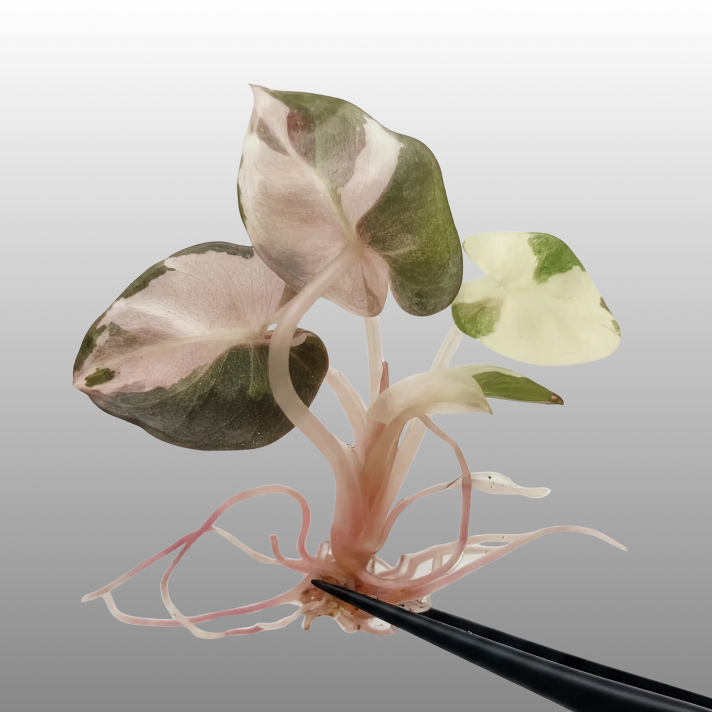 Alocasia Heart Balloon Pink Variegated - Tissue Culture - ETD 25th August