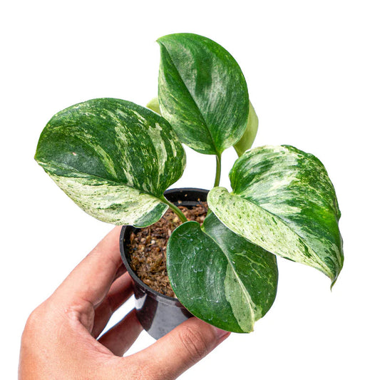 Scindapsus Treubii ‘Moonlight Marble’ Variegated