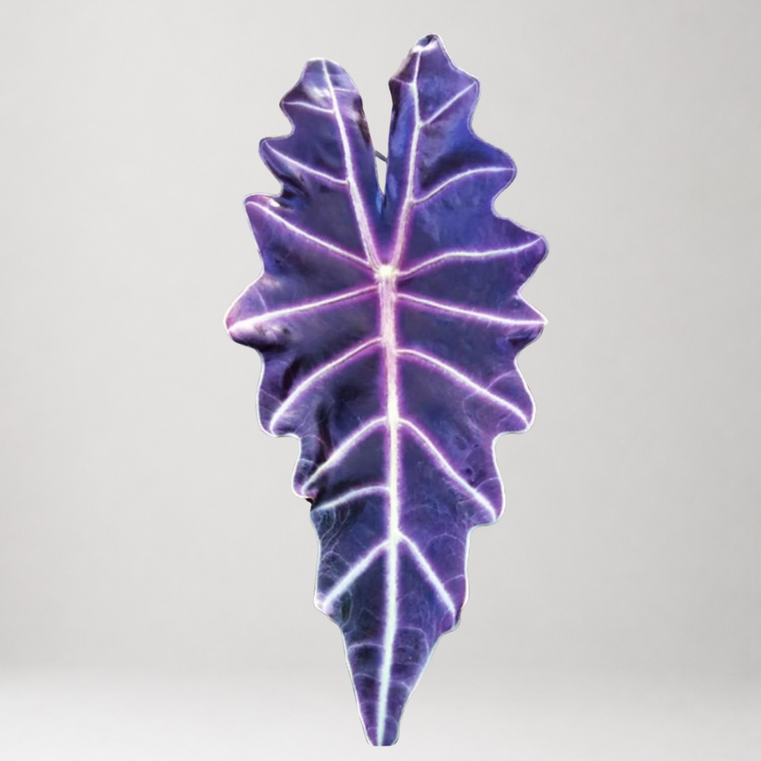 Alocasia Amazonica ‘Purpley’ – Tissue Culture - Members Offer