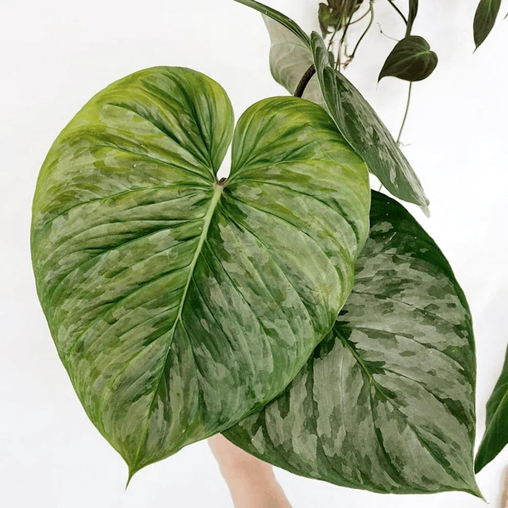 Philodendron Majestic H