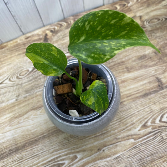 Monstera Deliciosa Electrolyte