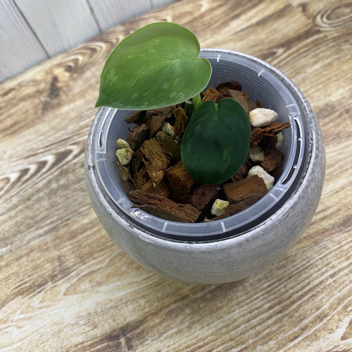 Scindapsus Snakescale