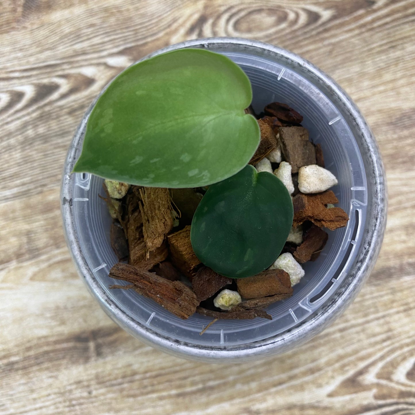 Scindapsus Snakescale